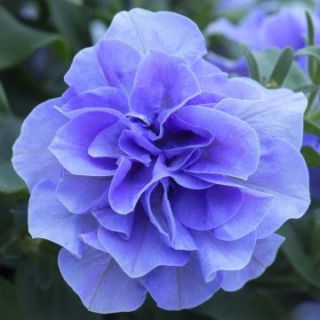 Petunia Tumbelina Maria - Hangpetunia dubbel azuurblauw