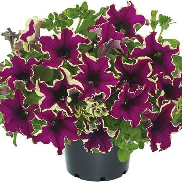 Petunia Viva Eclipse - Hangpetunia