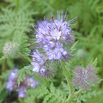 Phacelia groenbemester - Phacelia tanacetifolia