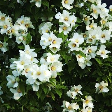 Philadelphus Belle Etoile - Boerenjasmijn