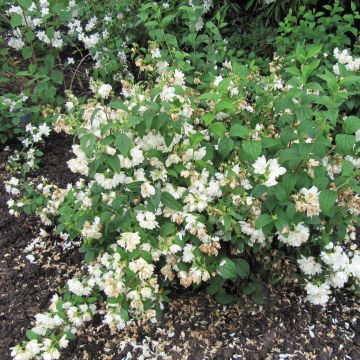 Philadelphus Snowbelle - Boerenjasmijn