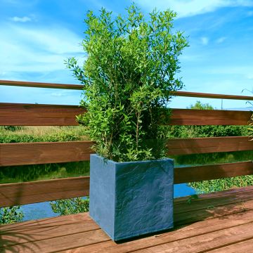 Phillyrea angustifolia GreenQuick - Steenlinde