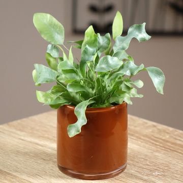 Phlebodium Blue Star - Blauwe varen