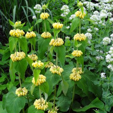 Phlomis russeliana - Brandkruid
