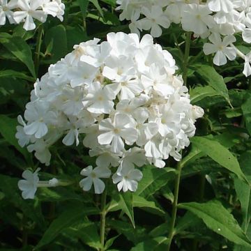 Phlox Anne - Vlambloem