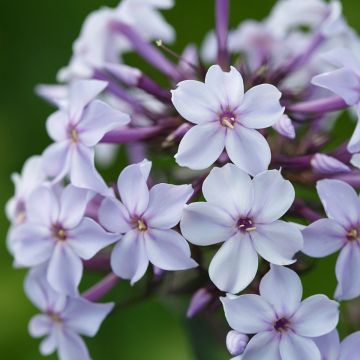 Phlox paniculata Flame Marine - Vlambloem