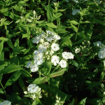 Phlox paniculata Jade - Vlambloem
