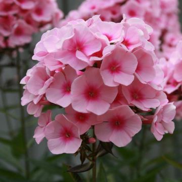 Phlox paniculata Rosa Pastel - Vlambloem roze