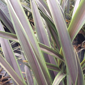 Phormium Chocomint - Nieuw-Zeelands vlas