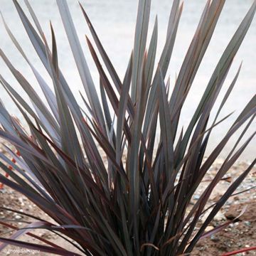 Phormium Dark Delight - Nieuw-Zeelands vlas