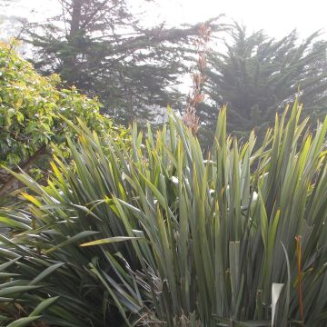 Phormium tenax - Nieuw-Zeelands vlas