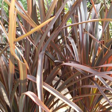 Phormium tenax Purpureum - Nieuw-Zeelands vlas