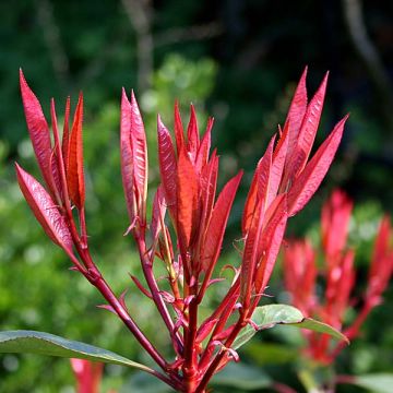 Photinia fraseri Red Robin - Glansmispel