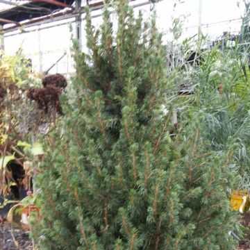 Picea glauca December - Witte spar