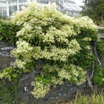 Pileostegia viburnoides - Klimhortensia