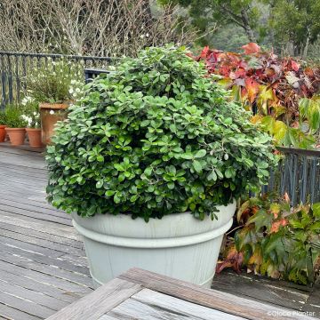 Pittosporum crassifolium Pot Belly - Australische laurier