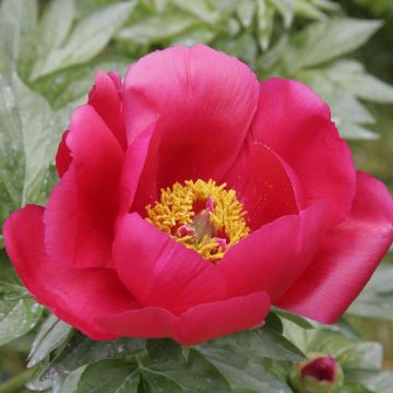 Paeonia Blaze - Pioen