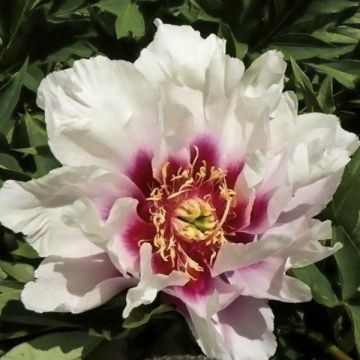 Paeonia Itoh Cora Louise - Itoh-pioen