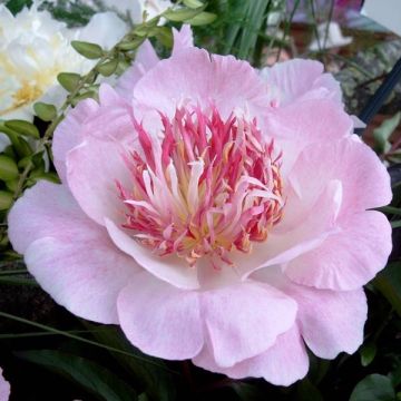 Paeonia lactiflora Do Tell - Pioenroos