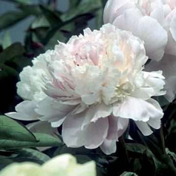 Paeonia lactiflora Fleur de Pêcher - Pioenroos