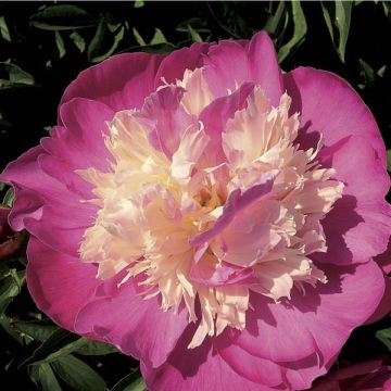 Paeonia lactiflora Gay Paree - Pioenroos