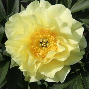 Paeonia Itoh Bartzella - Itoh-pioen