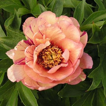 Paeonia Itoh Callies Memory - Itoh-pioen