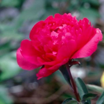 Paeonia lactiflora Kansas - Pioenroos