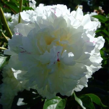 Paeonia lactiflora Solange - Pioenroos