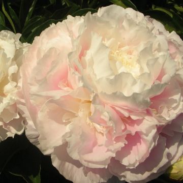 Paeonia lactiflora Shirley Temple - Pioenroos