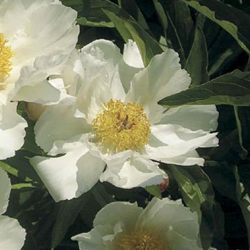 Paeonia lactiflora White Wings - Pioenroos