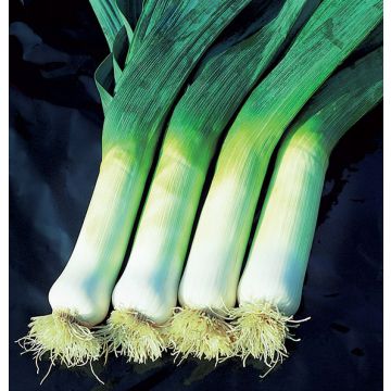 Prei Herfstreuzen 2 Hannibal BIO