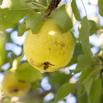 Stoofperenboom Plant de Blanc