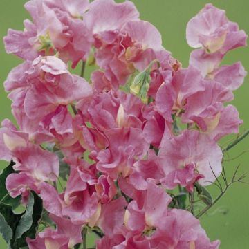 Lathyrus odoratus Mrs. R. Bolton (zaad) - Siererwt