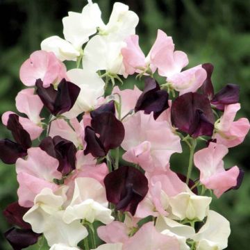 Lathyrus odoratus Star-Crossed Lovers (zaad) - Siererwt