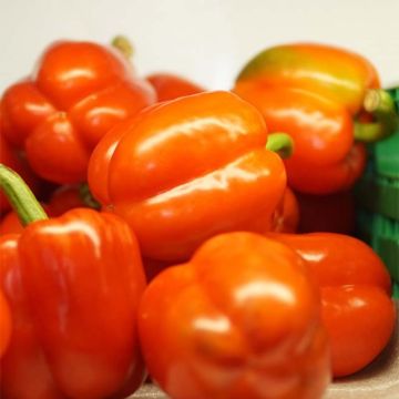 Paprika Orange Gourmet F1