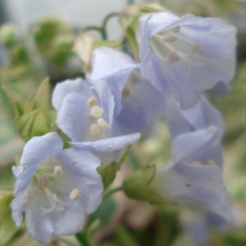 Polemonium Stairway to Heaven - Griekse valeriaan
