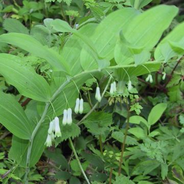 Polygonatum multiflorum - Gewone salomonszegel