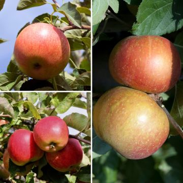 Trio-appelboom Elstar + Jonagold + Rode Boskoop