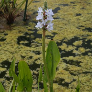 Pontederia cordata White Pike - Moerashyacint