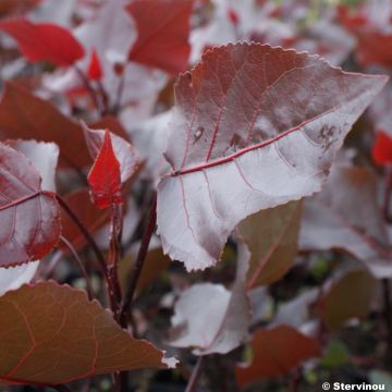 Populus deltoides Purple Tower - Amerikaanse populier