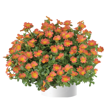 Portulaca Pazzaz Nano Oranje - Postelein