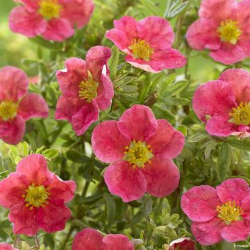 Potentilla fruticosa Danny Boy - Struikganzerik