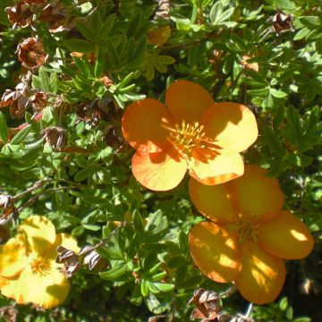 Potentilla fruticosa Solarissima - Struikganzerik