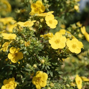 Potentilla fruticosa - Struikganzerik Potentilla fruticosa - Struikganzerik