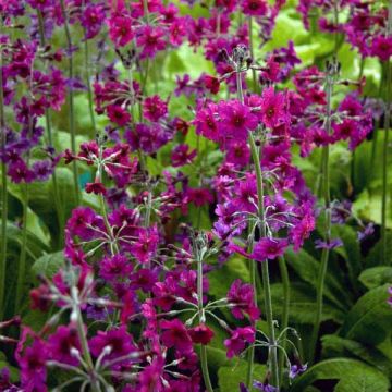 Primula pulverulenta - Sleutelbloem