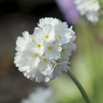 Primula denticulata Alba - Kogelprimula
