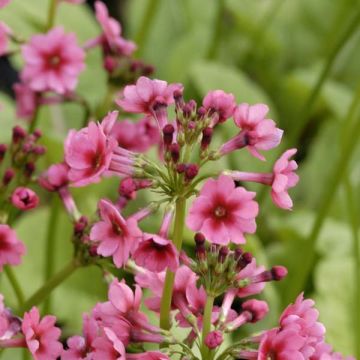 Primula japonica Millers Crimson - Japanse sleutelbloem