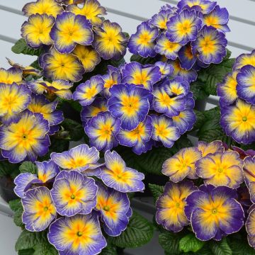 Primula acaulis Fireflies - Stengelloze sleutelbloem