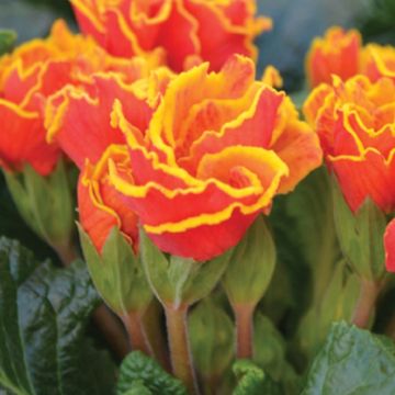Primula Flamenco Fire (plugplanten) - Stengelloze sleutelbloem